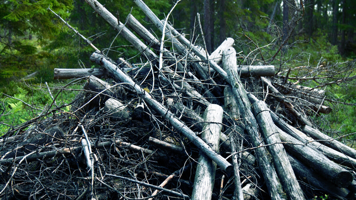 Überreste von Abholzungen und Abfällen im nördlichen Nadelwald.